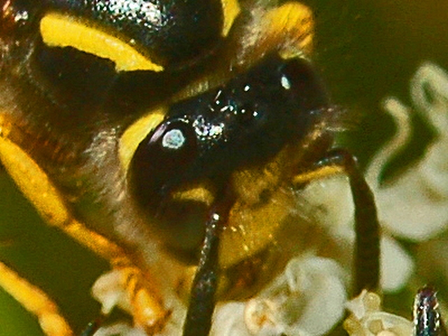 Dolichovespula sp.